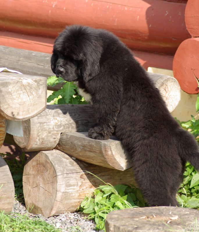 Фотография № 161901