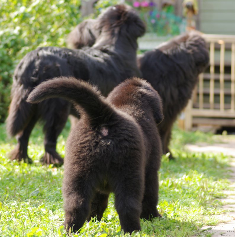 Фотография № 161906