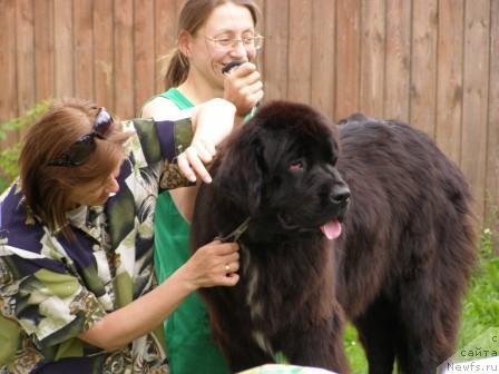 Фото: Ol'ga Koroleva (Ольга Королева), Svetlana Staryih (Светлана Старых), ньюфаундленд Smigar Shelkovaya Noch (Смигар Шелковая Ночь)
