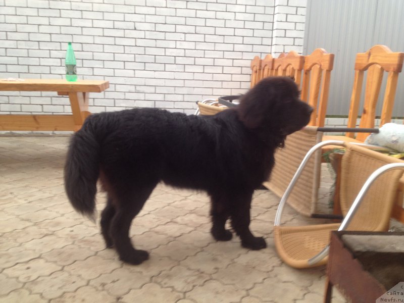 Фото: ньюфаундленд Smigar Tones of Music (Смигар Тоунз ов Мьюзик)