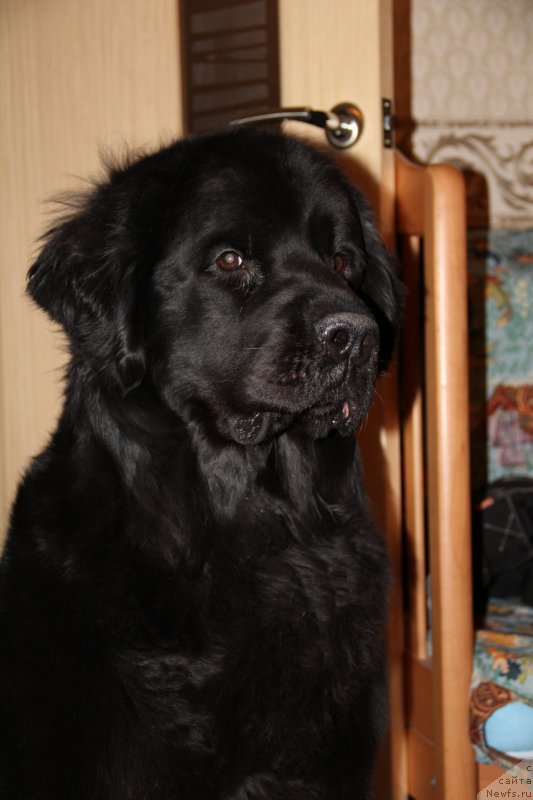 Фото: ньюфаундленд Uyutnaya Dolina Black Diamond Velinda (Уютная Долина Блэк Даймонд Велинда)