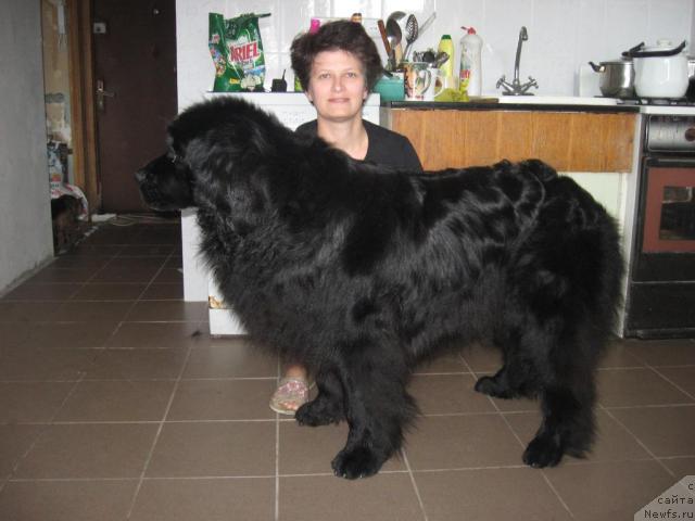 Фото: ньюфаундленд Lotta iz Stranyi CHudes (Лотта из Страны Чудес), Anna SHimanskaya (Анна Шиманская)