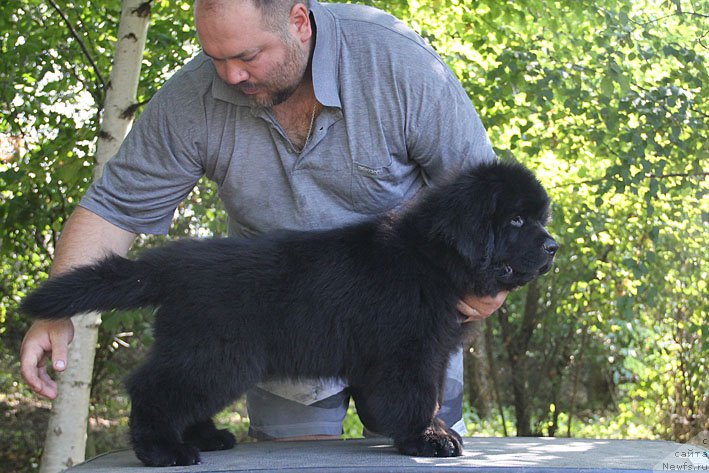 Фото: ньюфаундленд A'Portos s Berega Dona (А'Портос с Берега Дона)