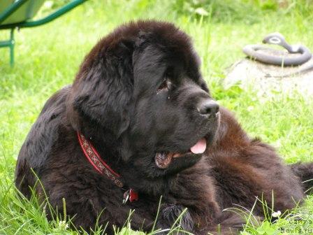 Фото: ньюфаундленд Thickish Newfoundland Monnalisadellagioconda