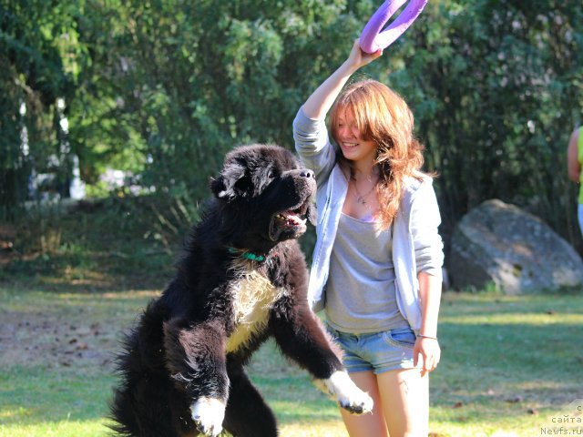 Фото: ньюфаундленд Piternyuf Omnia Vincet Amor (Питерньюф Омниа Винсет Амор)