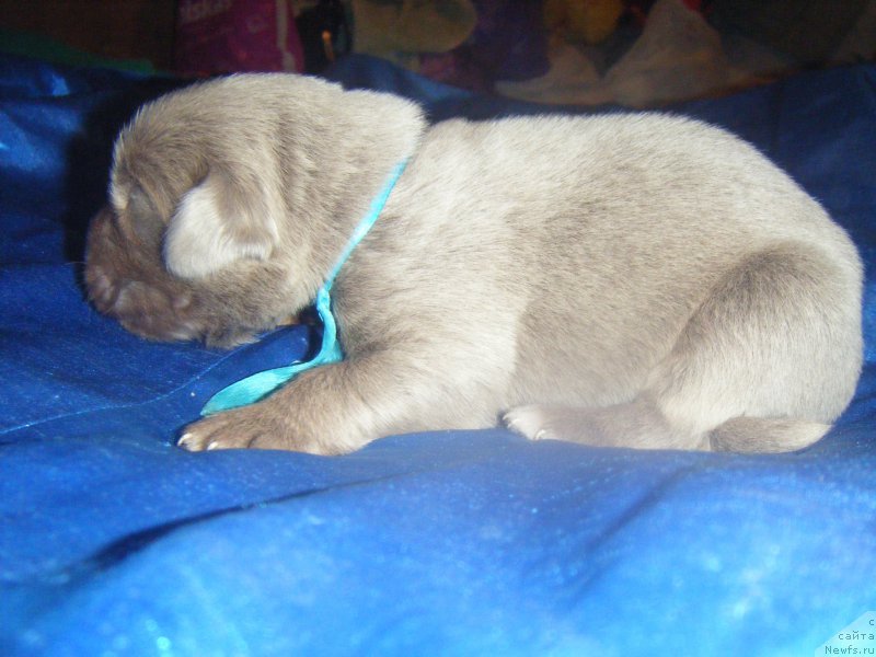 Фотография № 161970