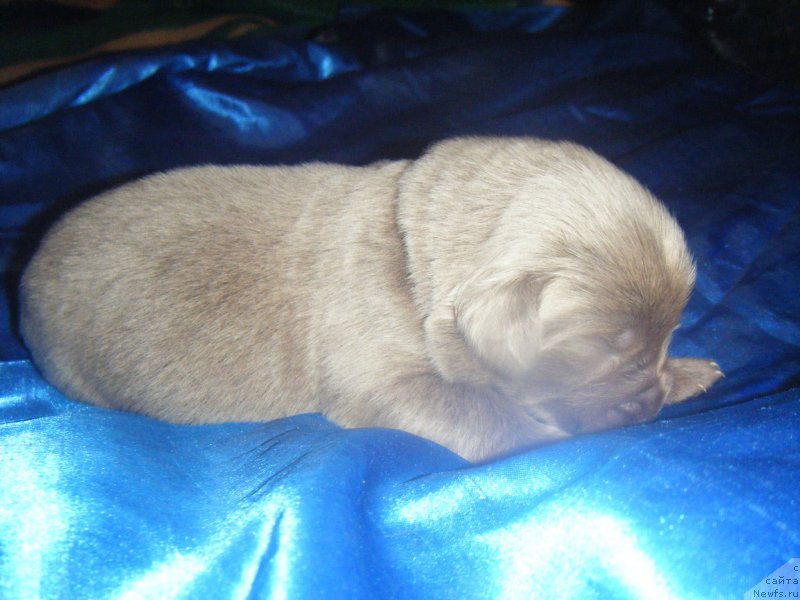 Фотография № 161971