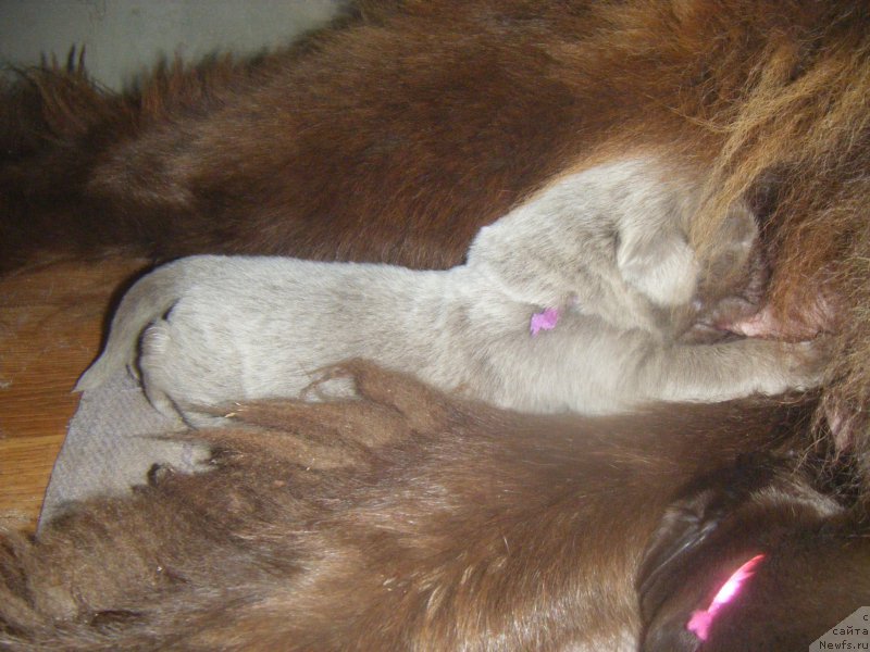 Фотография № 161972