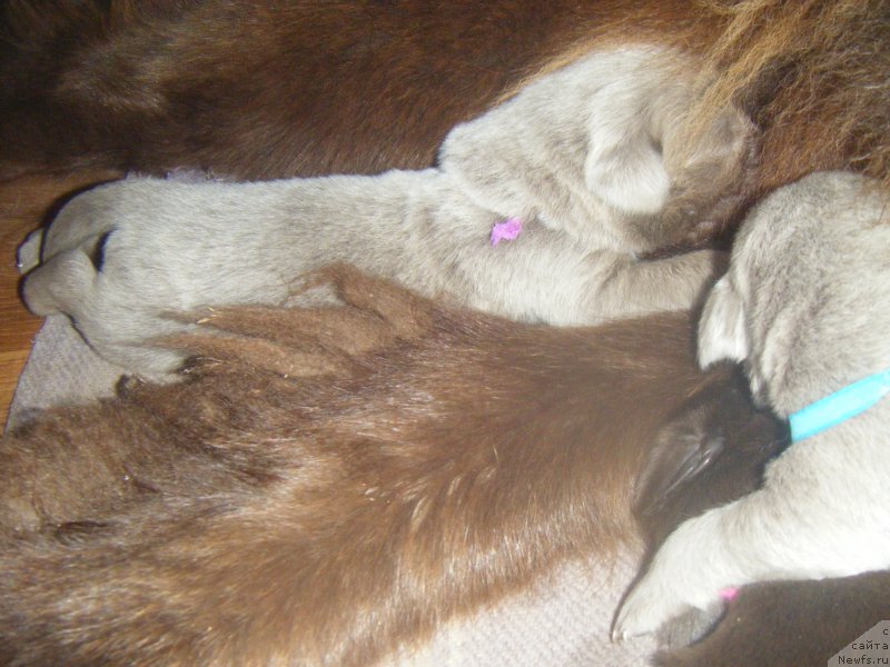 Фотография № 161973