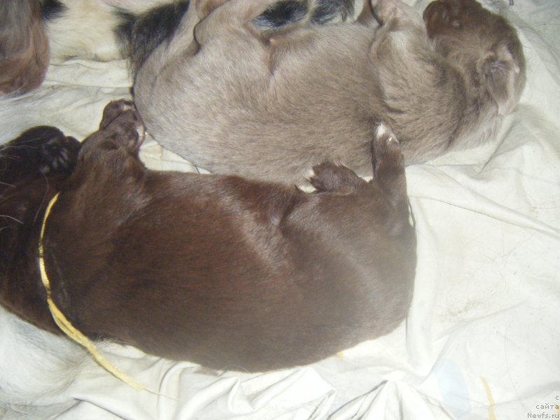 Фотография № 161975