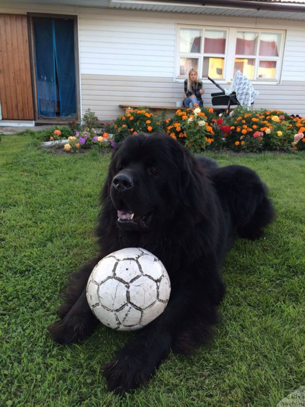 Фото: ньюфаундленд CHeyz Kaden Kleve Led (Чейз Каден Клеве Лед)