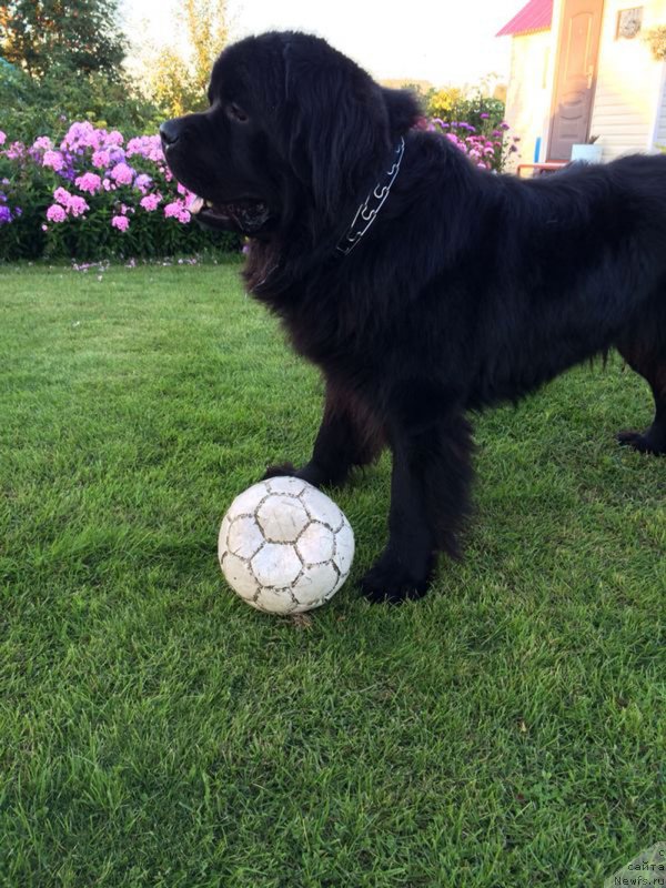 Фото: ньюфаундленд CHeyz Kaden Kleve Led (Чейз Каден Клеве Лед)