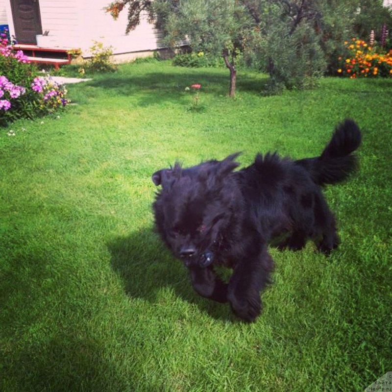 Фото: ньюфаундленд CHeyz Kaden Kleve Led (Чейз Каден Клеве Лед)