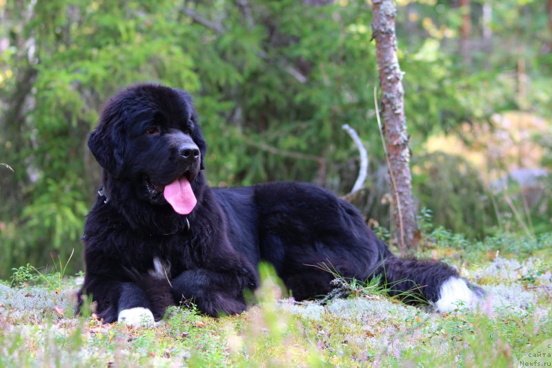 Фото: ньюфаундленд Piternyuf O'mnia Praeclara Rara (Питерньюф О'Мниа Праэклара Рара)