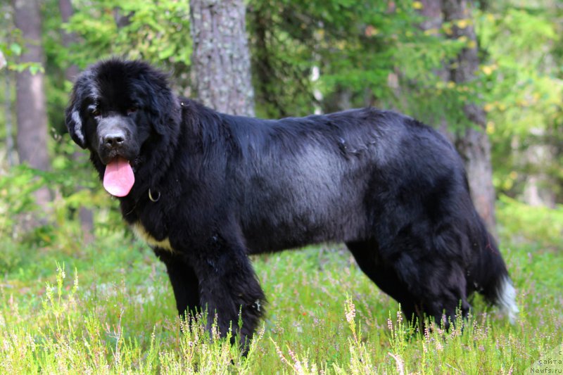 Фото: ньюфаундленд Piternyuf O'mnia Praeclara Rara (Питерньюф О'Мниа Праэклара Рара)