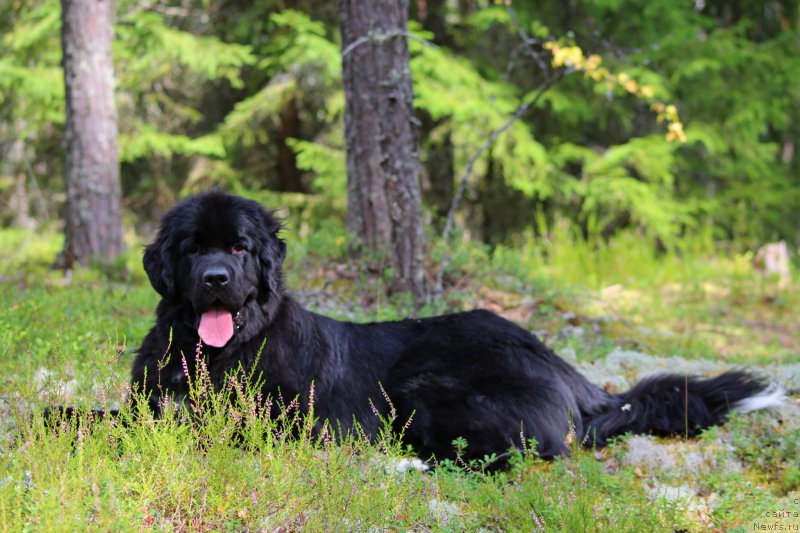 Фото: ньюфаундленд Piternyuf O'mnia Praeclara Rara (Питерньюф О'Мниа Праэклара Рара)