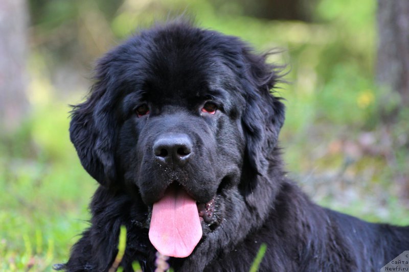 Фото: ньюфаундленд Piternyuf O'mnia Praeclara Rara (Питерньюф О'Мниа Праэклара Рара)