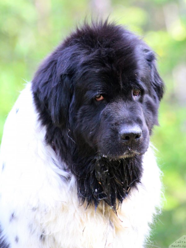 Фото: ньюфаундленд Don't Worry Be Happy de L'Etoile de Cyrice