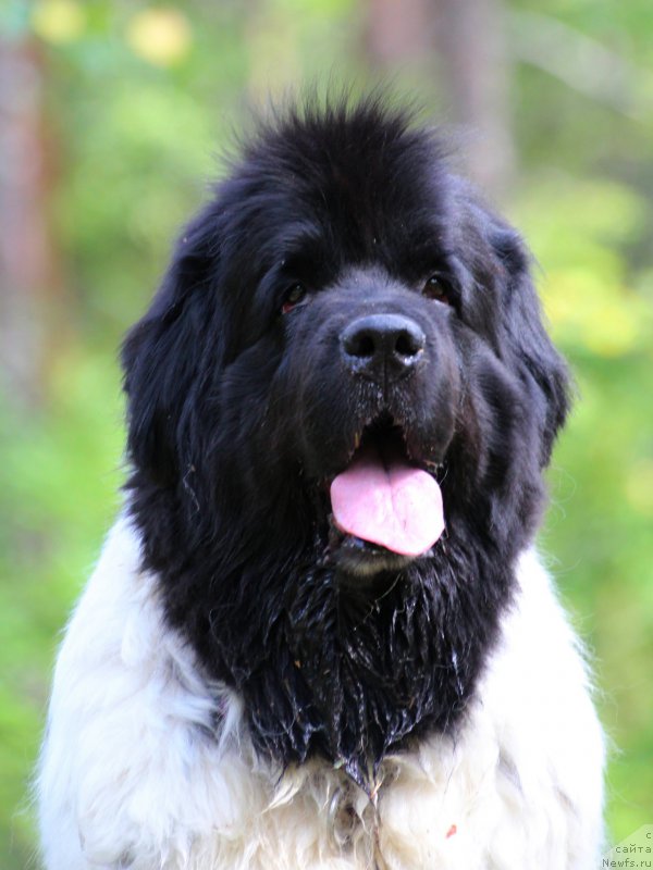 Фото: ньюфаундленд Don't Worry Be Happy de L'Etoile de Cyrice