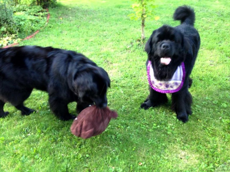 Фото: ньюфаундленд Bonni Flayt (Бонни Флайт), ньюфаундленд Restayling From SHipmyen (Рестайлинг Фром Шипмэн)