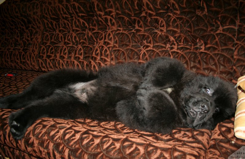 Фото: ньюфаундленд Chernaya Mafia Shake and Play (Черная Мафия Шаке анд Плау)