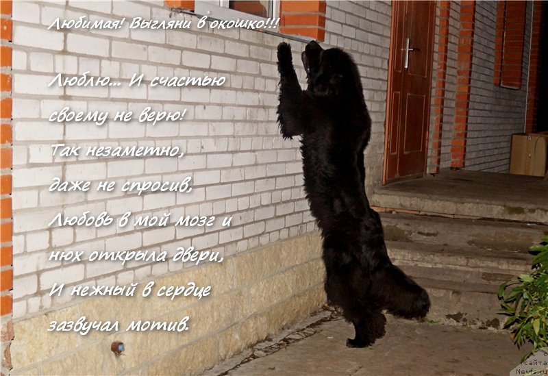 Фотография № 161998