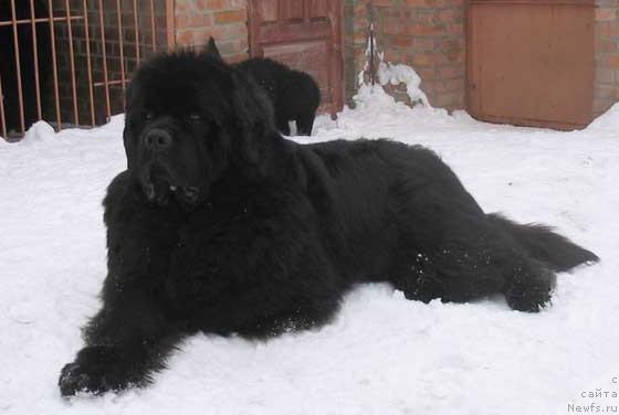 Фото: ньюфаундленд Dodger ot Sibirskogo Medvedja (Доджер от Сибирского Медведя)