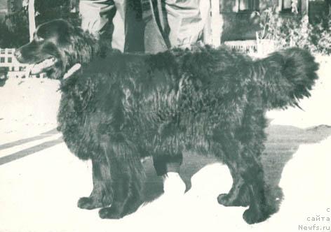 Фото: ньюфаундленд Flayda Zosi (Флайда Зоси)