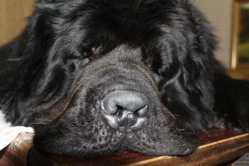 Фото: ньюфаундленд Omar SHerif (Омар Шериф)