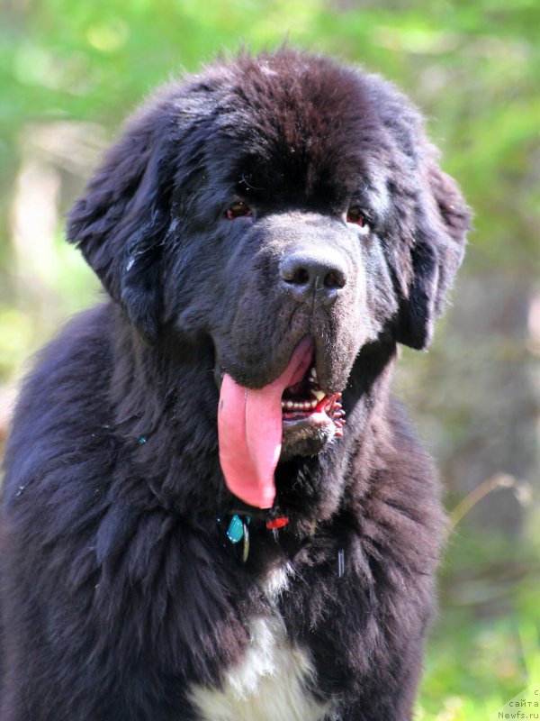 Фото: ньюфаундленд Piternyuf Omnia Vincet Amor (Питерньюф Омниа Винсет Амор)