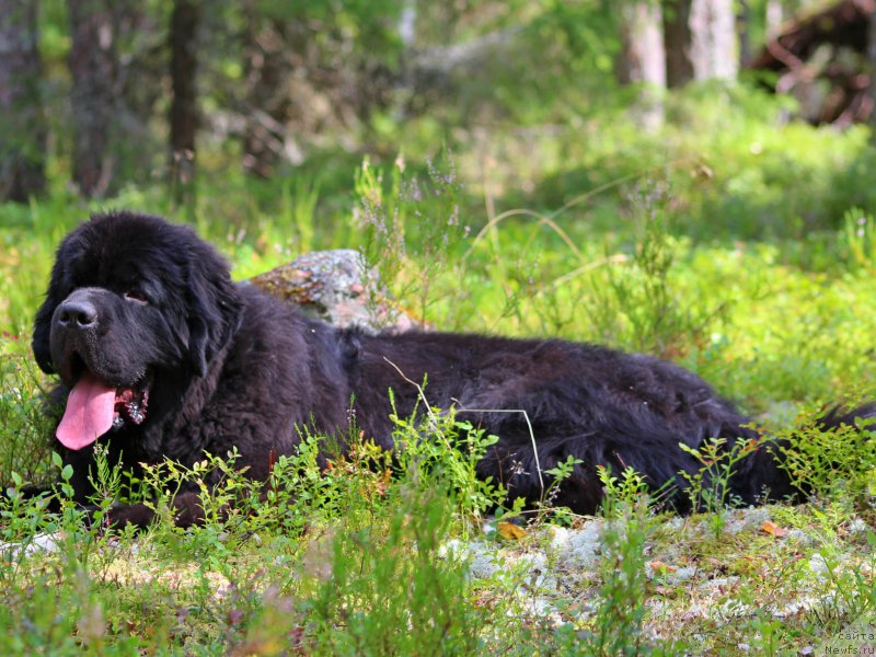 Фото: ньюфаундленд Piternyuf Omnia Vincet Amor (Питерньюф Омниа Винсет Амор)