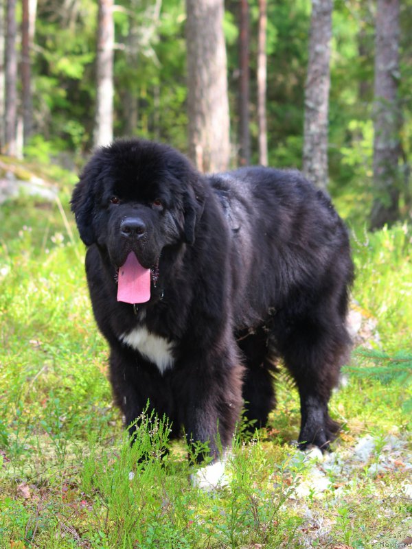 Фото: ньюфаундленд Piternyuf Omnia Vincet Amor (Питерньюф Омниа Винсет Амор)