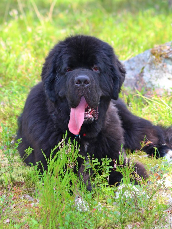 Фото: ньюфаундленд Piternyuf Omnia Vincet Amor (Питерньюф Омниа Винсет Амор)