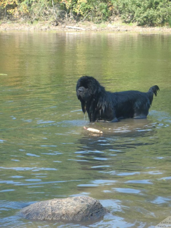 Фото: ньюфаундленд Dark Pride Versace (Дак Прайд Версаче)