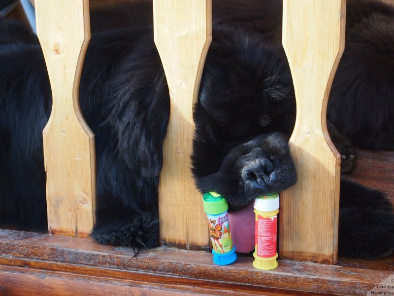 Фото: ньюфаундленд Dark Pride Versace (Дак Прайд Версаче)