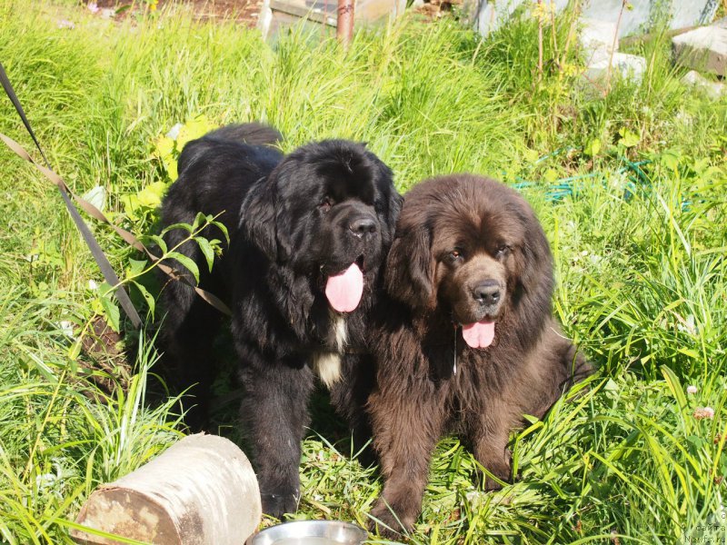 Фото: ньюфаундленд Dark Pride Versace (Дак Прайд Версаче)