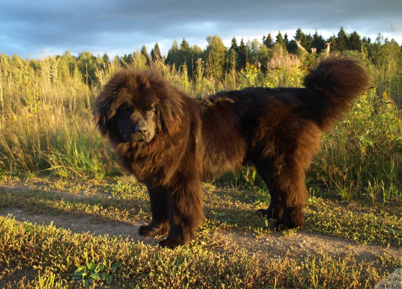 Фото: ньюфаундленд Zabava Putyatishna (Забава Путятишна)
