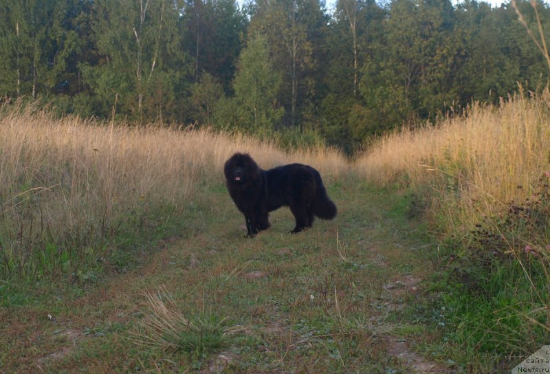 Фото: ньюфаундленд Zabava Putyatishna (Забава Путятишна)