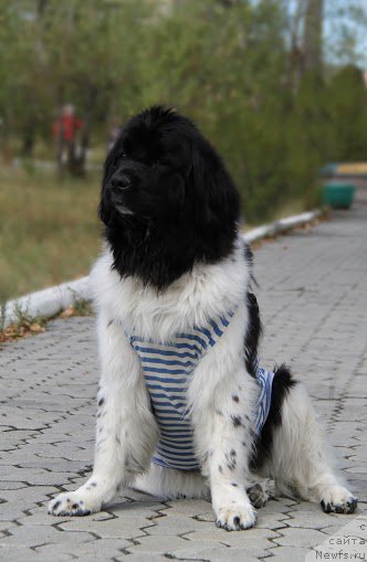 Фото: ньюфаундленд Fiamettahauz Sadira (Фиаметтахауз Садира)