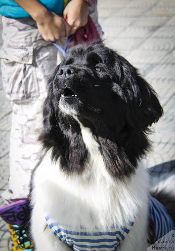 Фото: ньюфаундленд Fiamettahauz Sadira (Фиаметтахауз Садира)