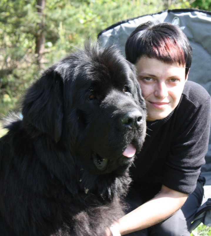 Фото: ньюфаундленд Beguschaya po Volnam Shaman (Бегущая по Волнам Шаман), Vera Doroshkevich (Вера Дорошкевич)