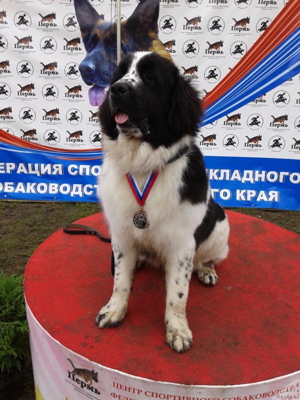 Фото: ньюфаундленд Flyufi Avalanch Paradoks (Флюфи Аваланч Парадокс)