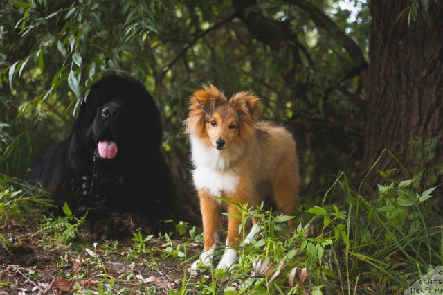 Фото: ньюфаундленд Kiper Soul Layon Hyeert (Кипер Соул Лайон Хэерт)