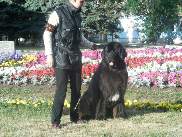 Фото: ньюфаундленд Kiper Soul Layon Hyeert (Кипер Соул Лайон Хэерт)