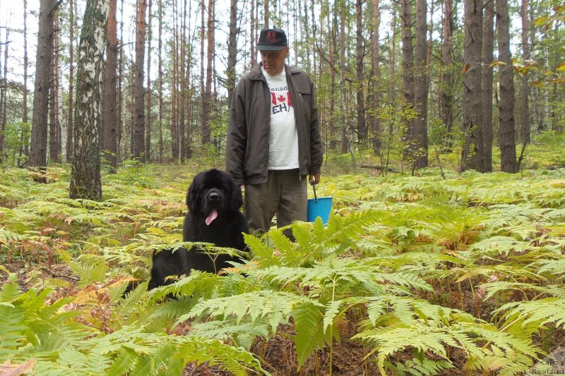 Фото: ньюфаундленд Chernaya Mafia Move Up In The World (Черная Мафия Мове Уп Ин Тхе Ворлд)
