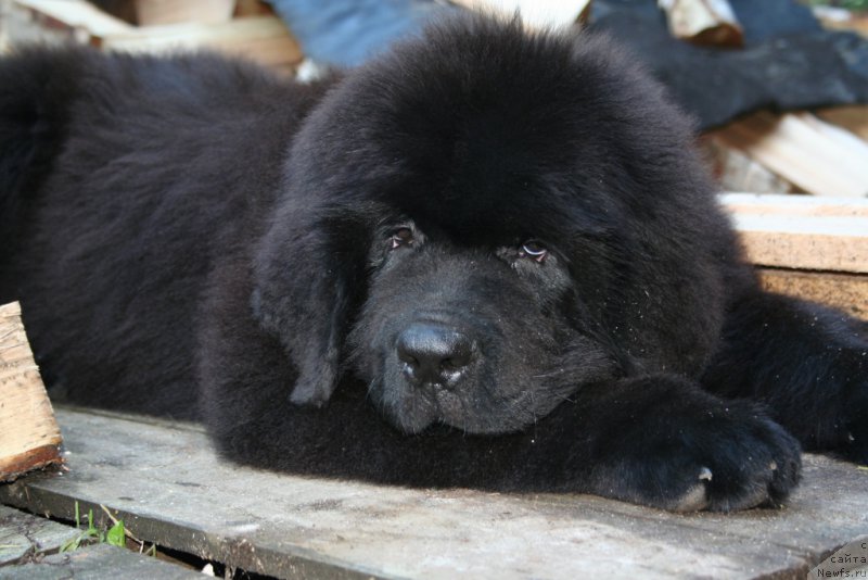 Фото: ньюфаундленд Chernaya Mafia Shake and Play (Черная Мафия Шаке анд Плау)