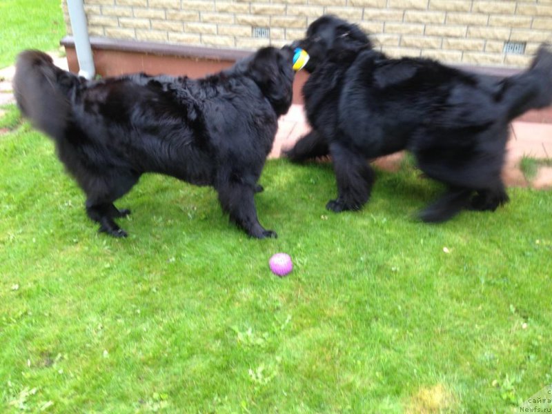 Фото: ньюфаундленд Bonni Flayt (Бонни Флайт), ньюфаундленд Restayling From SHipmyen (Рестайлинг Фром Шипмэн)