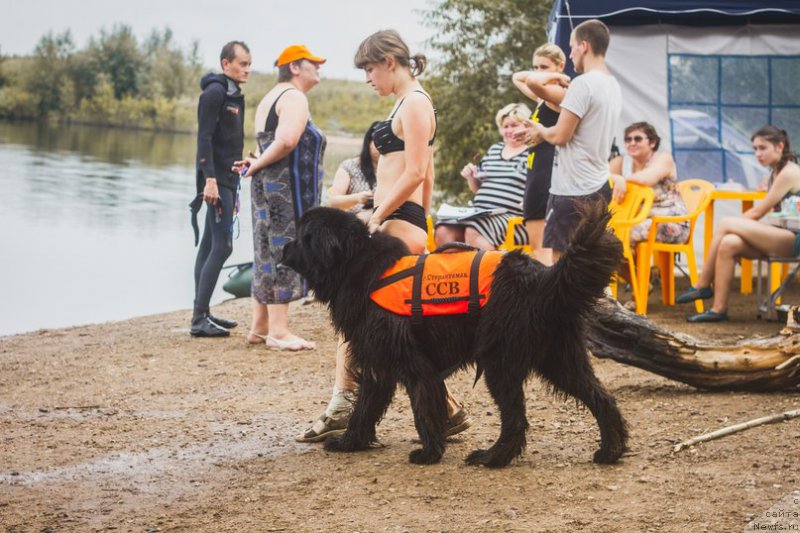 Фото: ньюфаундленд Kiper Soul Layon Hyeert (Кипер Соул Лайон Хэерт), Ol'ga Ivanova (Ольга Иванова)