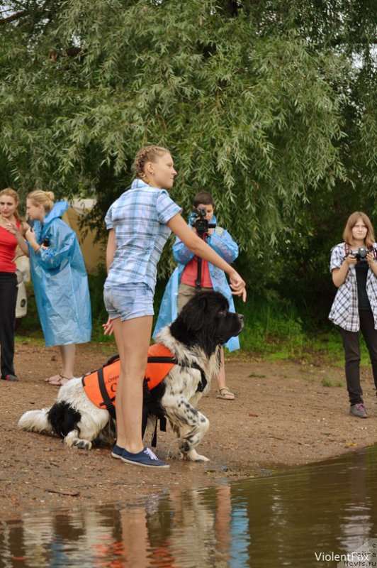 Фото: ньюфаундленд Keeper Soul Nou Daut Best (Кипер Соул Ноу Даут Бэст)