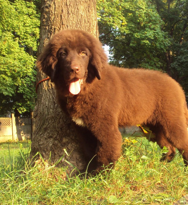 Фото: ньюфаундленд Big Sky Bear Kindle Ayumi